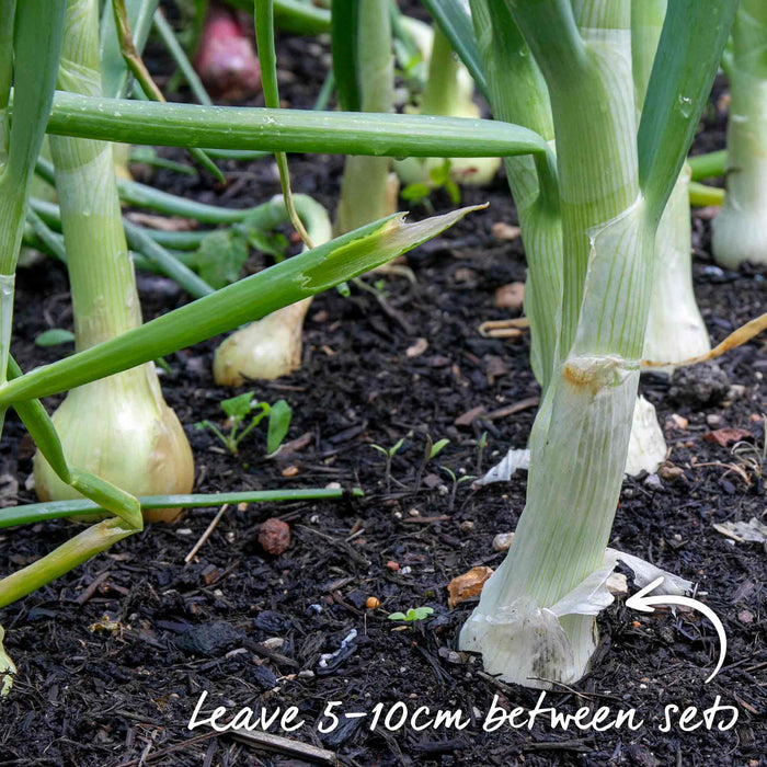 White onion stems growing evenly with 10cm spacing between sets.