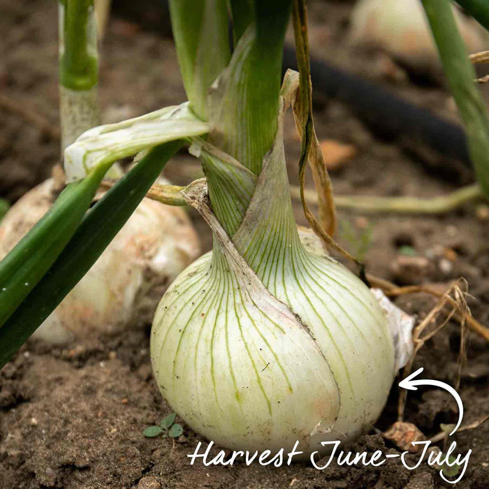 Mature Snowball onion bulb ready for harvesting in early summer.