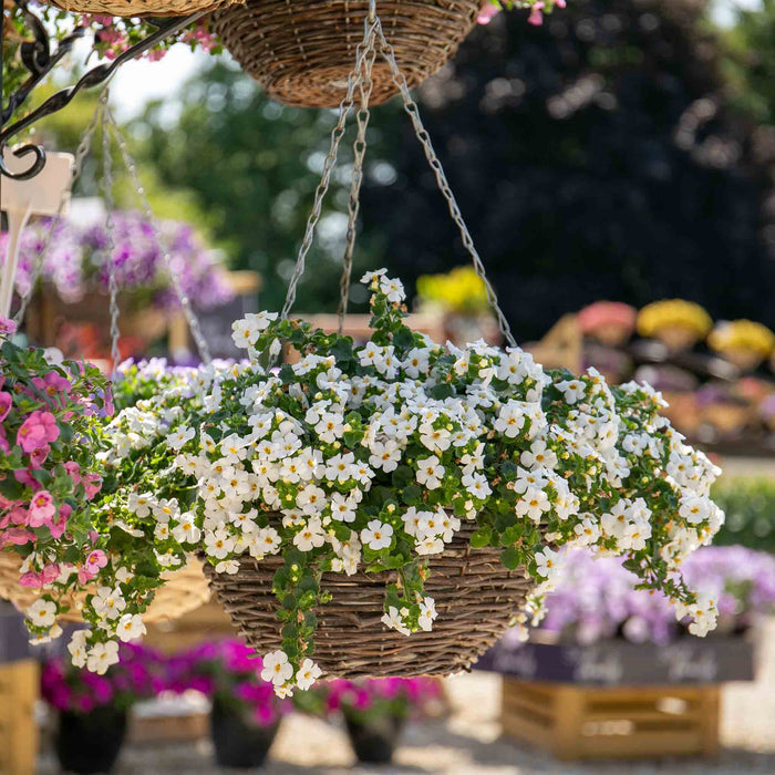 Bacopa 'Megacopa White'