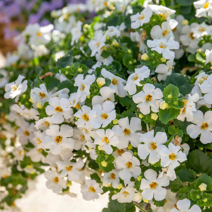 Bacopa 'Megacopa White'