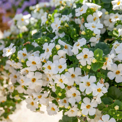 Bacopa 'Megacopa White'