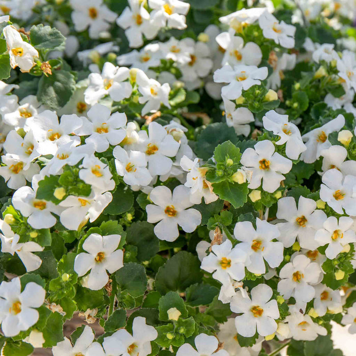 Bacopa 'Megacopa White'