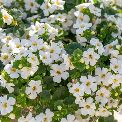 Bacopa 'Megacopa White'