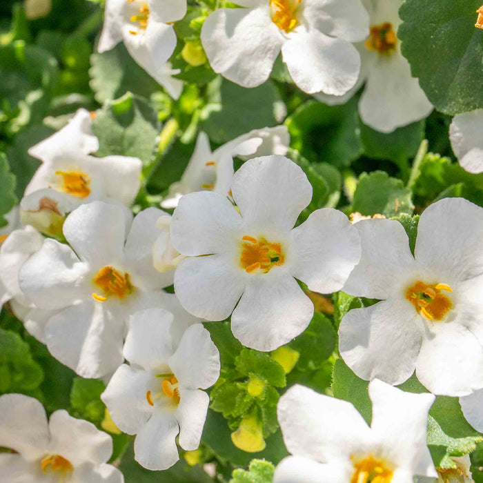 Bacopa 'Megacopa White'