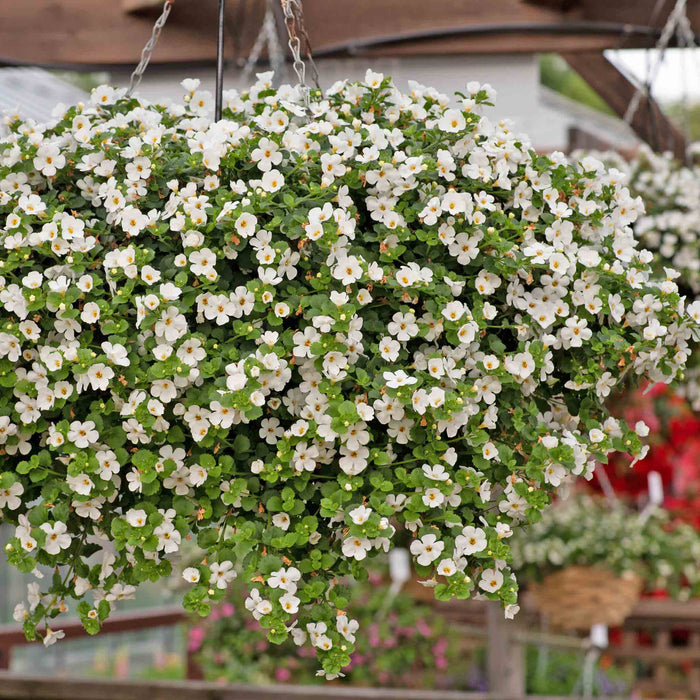 Bacopa 'Megacopa White'