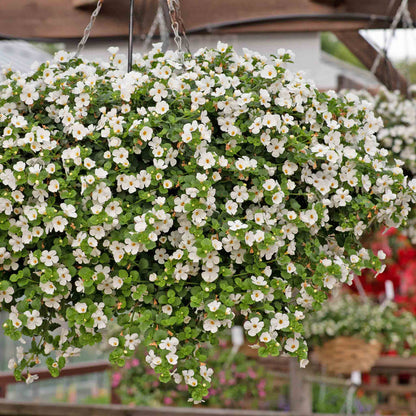 Bacopa 'Megacopa White'