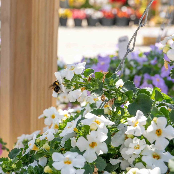 Bacopa 'Megacopa White'