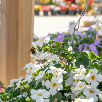 Bacopa 'Megacopa White'
