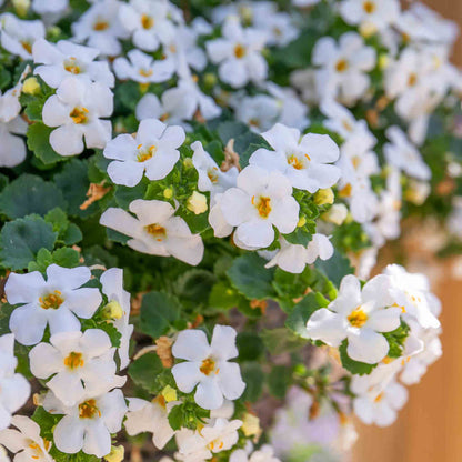 Bacopa 'Megacopa White'