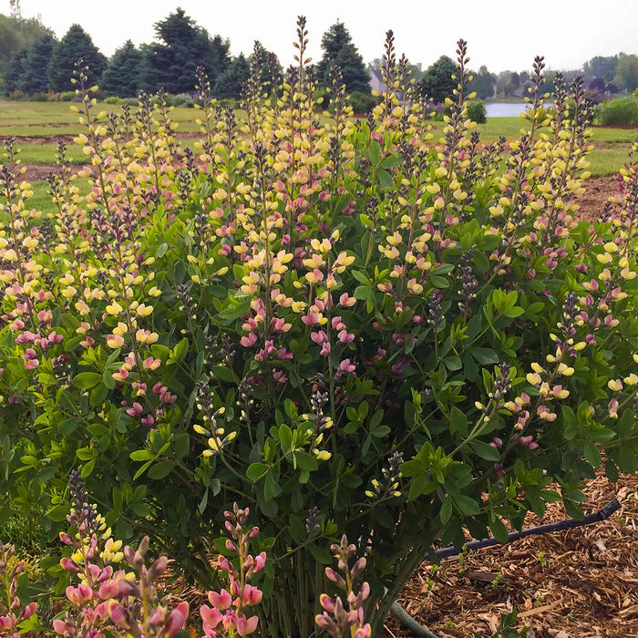 Baptisia 'Decadence Pink Lemonade'