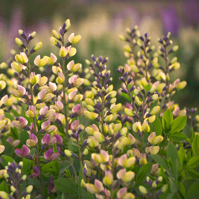 Baptisia 'Decadence Pink Lemonade'