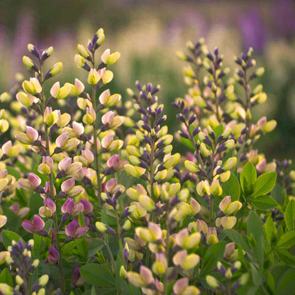 Baptisia 'Decadence Pink Lemonade'