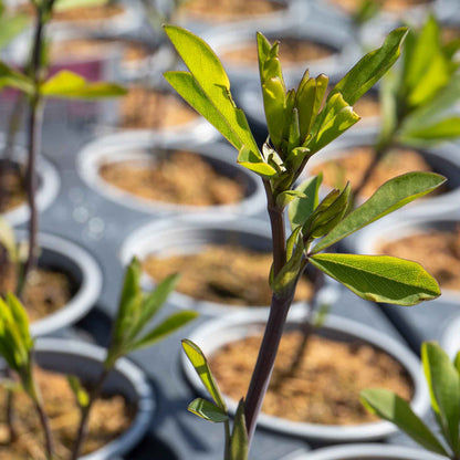Baptisia 'Decadence Pink Lemonade'