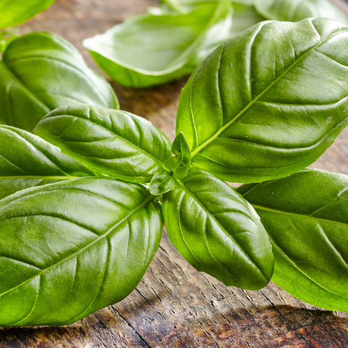 Basil Fragrance Oil 236