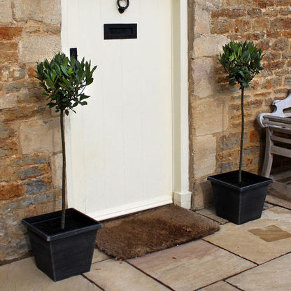 Bay Tree Standard 120cm with Planter