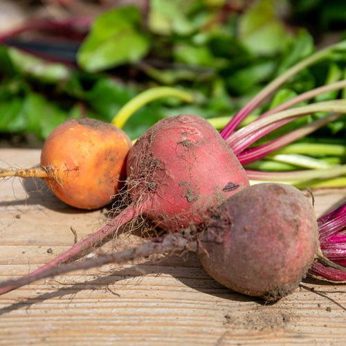 Beetroot Mixed Plants