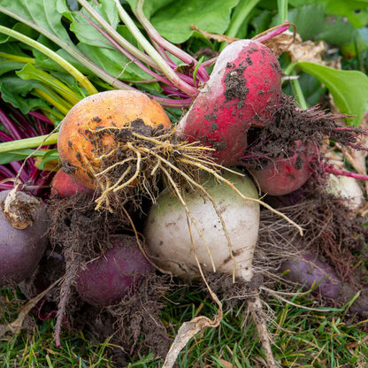 Beetroot Mixed Plants