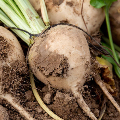 Beetroot Mixed Plants