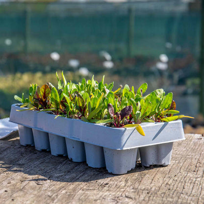 Beetroot Mixed Plants