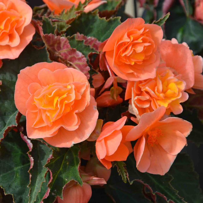Begonia 'Bellisa Flame'