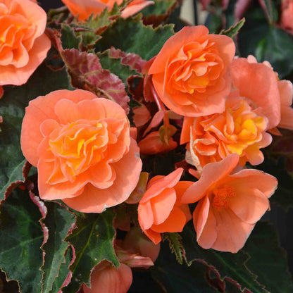 Begonia 'Bellisa Flame'
