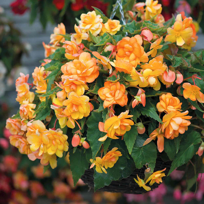 A hanging basket of Begonia Illumination Apricot Shades with vibrant orange and yellow flowers.