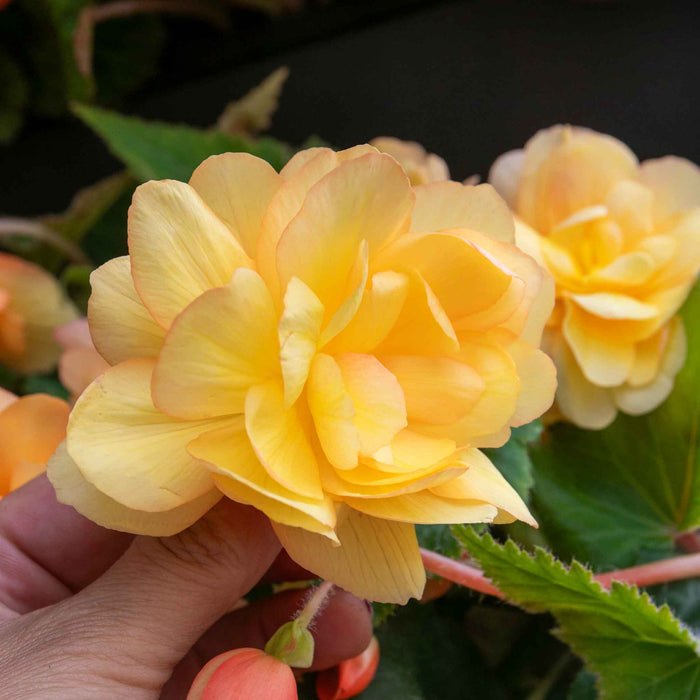 Begonia 'Illumination Apricot Shades'