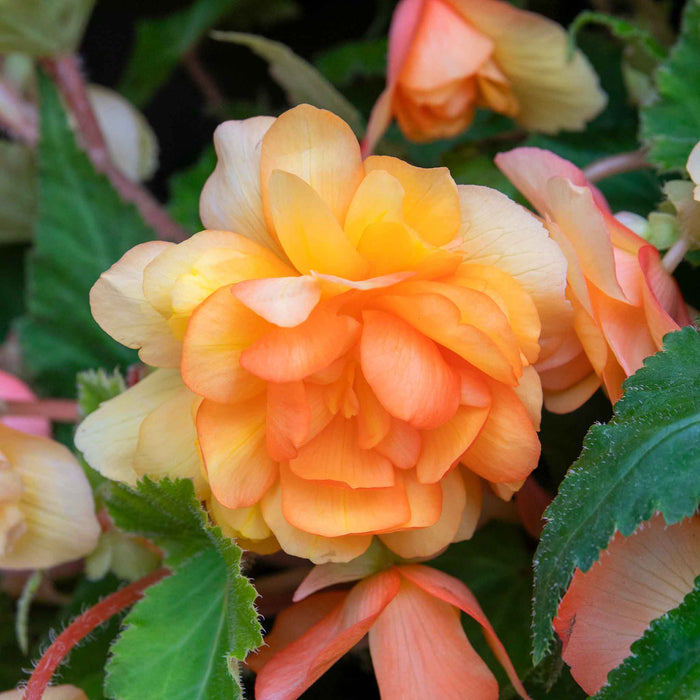 Begonia 'Illumination Apricot Shades'