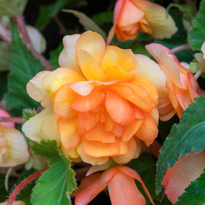Begonia 'Illumination Apricot Shades'