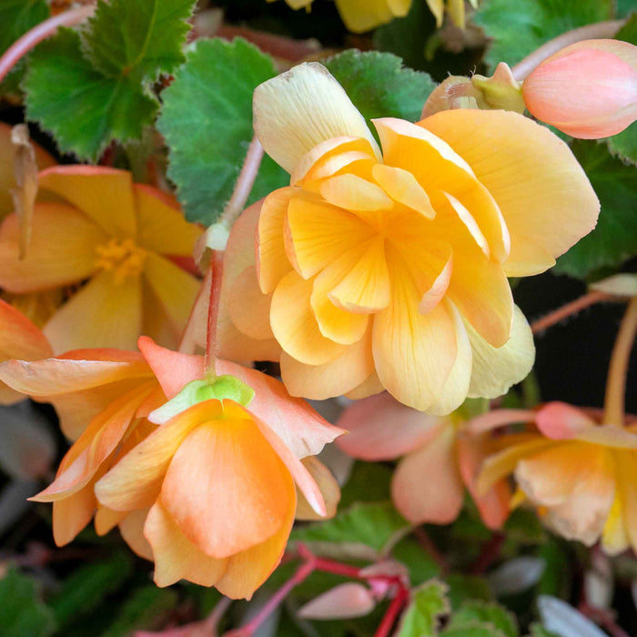 Begonia 'Illumination Apricot Shades'