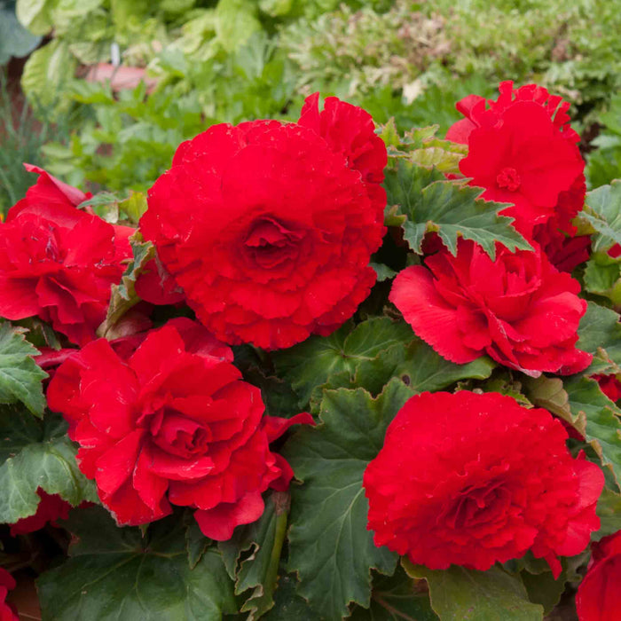 Begonia 'Majestic Red'