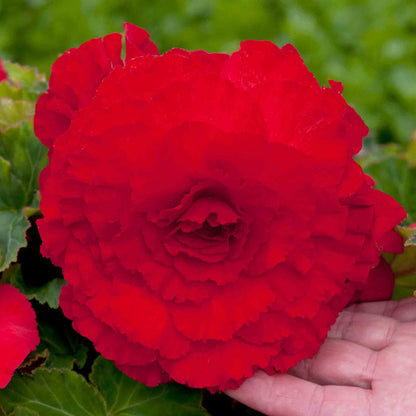 Begonia 'Majestic Red'