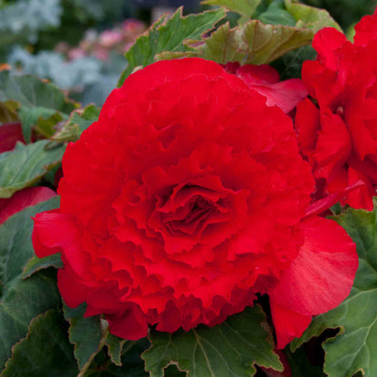 Begonia 'Majestic Red'