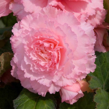 Close-up of a pink begonia flower with green leaves.