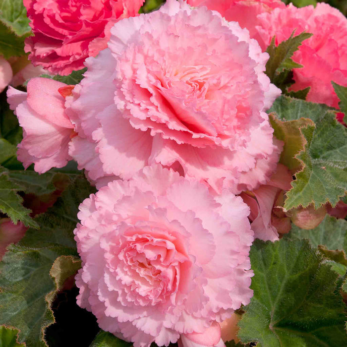 Begonia 'Majestic Soft Pink'