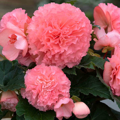 Begonia 'Majestic Soft Pink'