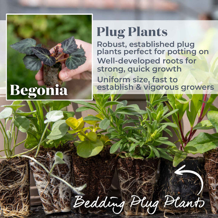 Begonia 'Majestic Soft Pink'