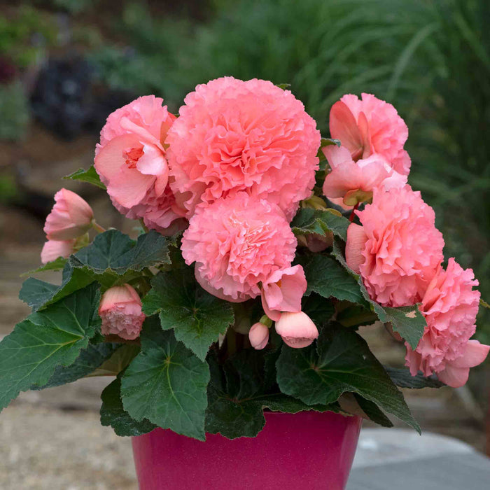 Begonia 'Majestic Soft Pink'