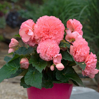 Begonia 'Majestic Soft Pink'