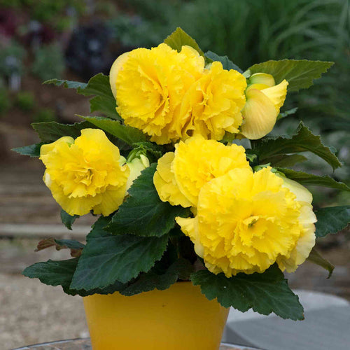 Yellow flowers in a yellow pot with green leaves on a blurred background