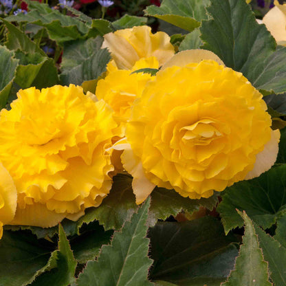 Begonia 'Majestic Yellow'