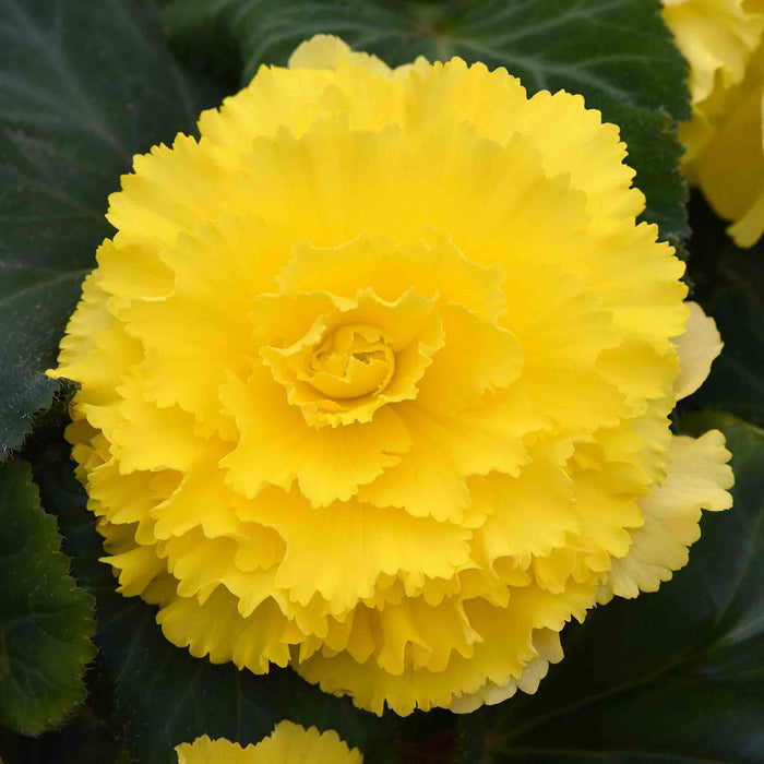 Begonia 'Majestic Yellow'