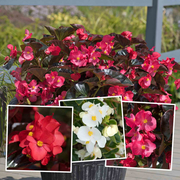 Begonia plant with pink flowers and close-up insets on a blurred background