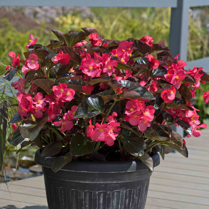 Potted plant with pink flowers and dark green leaves on a wooden deck.