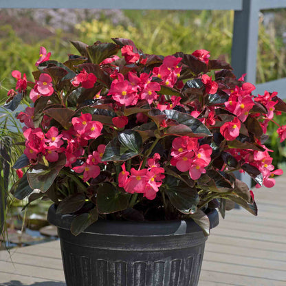 Potted plant with pink flowers and dark green leaves on a wooden deck.