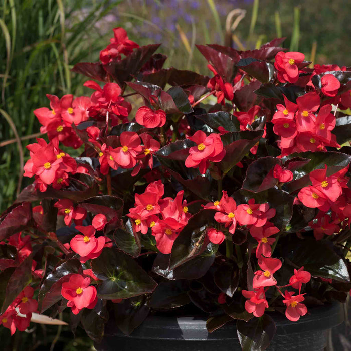 Potted plant with red flowers and dark green leaves against a natural background