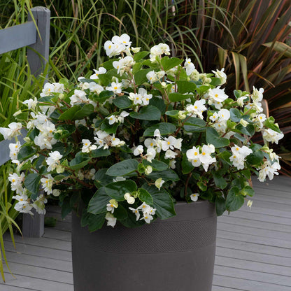 Begonia Megawatt Collection