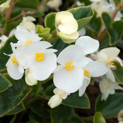 Begonia Megawatt Collection