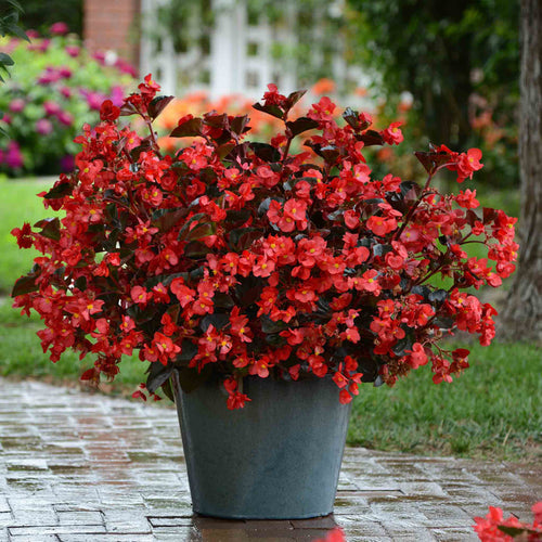 Begonia 'Megawatt Red Bronze Leaf'