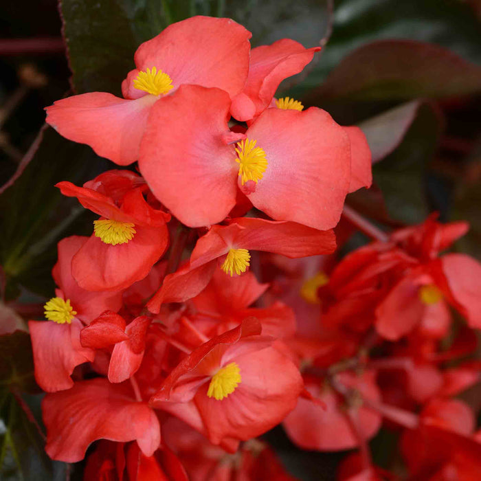 Begonia 'Megawatt Red Bronze Leaf'